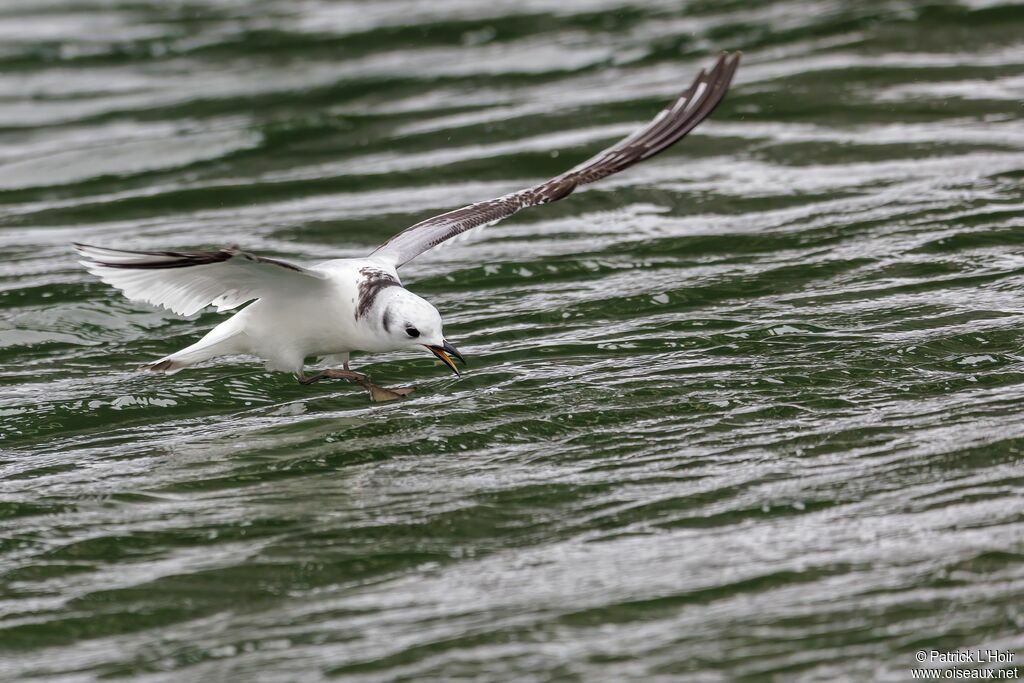 Black-legged Kittiwake