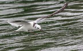 Black-legged Kittiwake