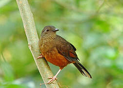 White-tailed Ant Thrush