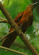 Red-tailed Ant Thrush