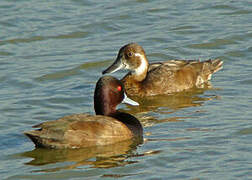 Southern Pochard