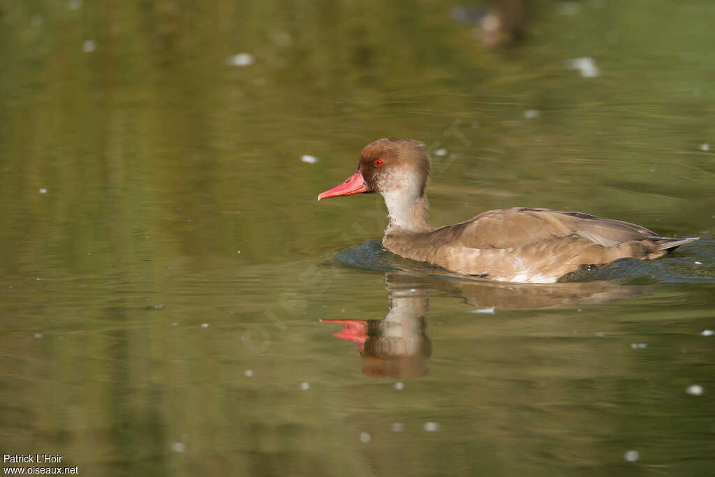 Red-crested Pochard male adult post breeding, identification