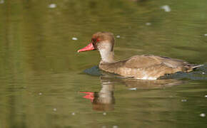 Red-crested Pochard