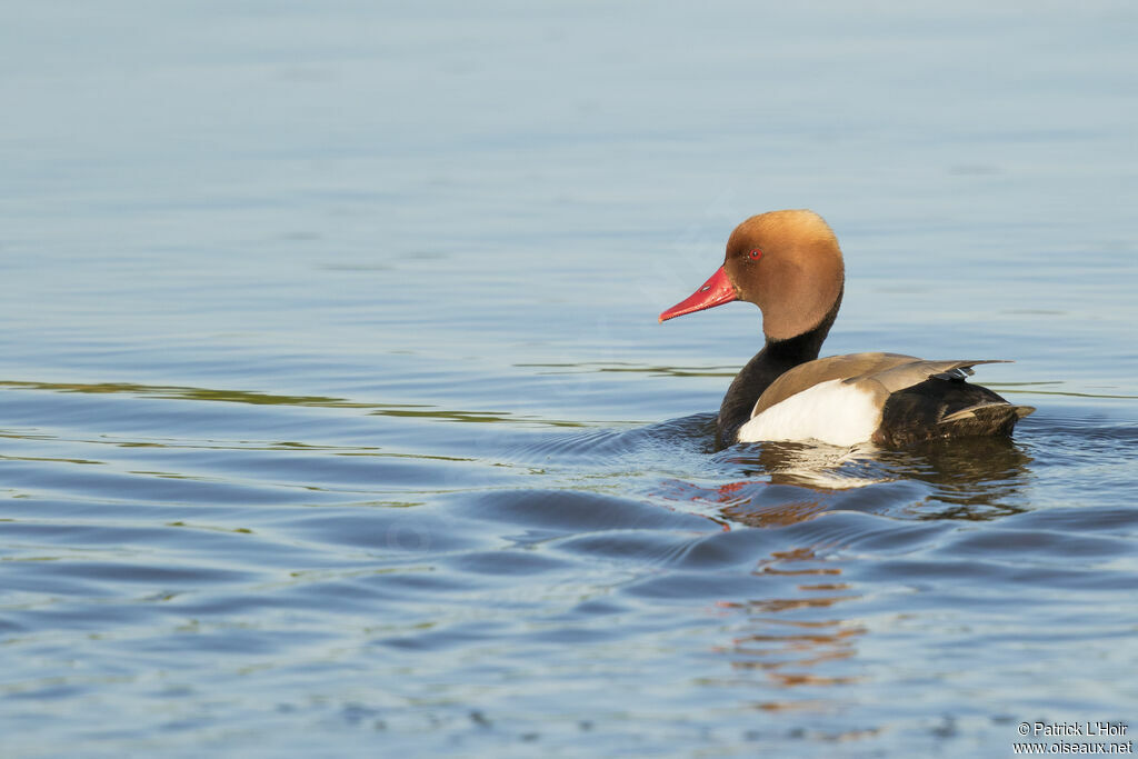 Red-crested Pochard male adult