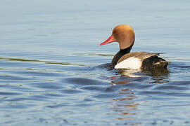 Red-crested Pochard