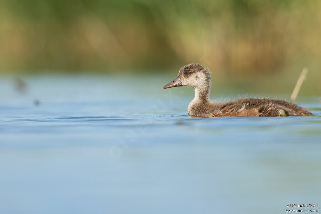 Red-crested Pochardjuvenile