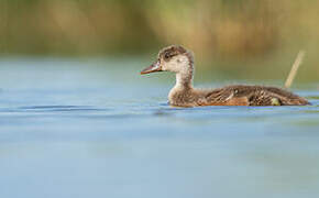 Red-crested Pochard