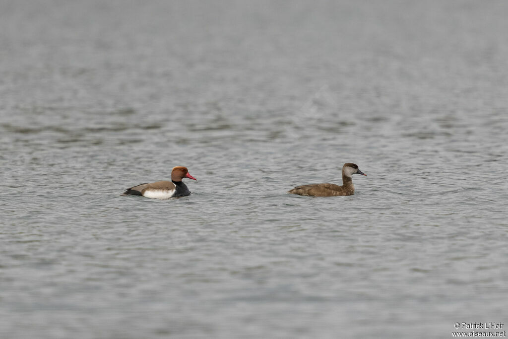 Red-crested Pochardadult breeding