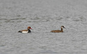 Red-crested Pochard