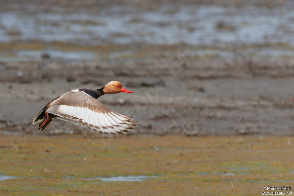 Red-crested Pochard male adult