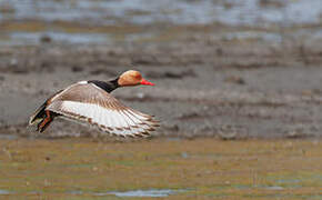 Red-crested Pochard