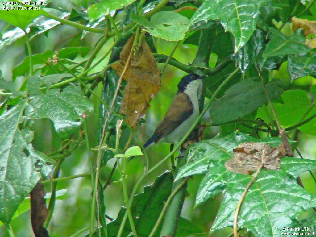 White-breasted Nigrita