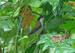 White-breasted Nigrita