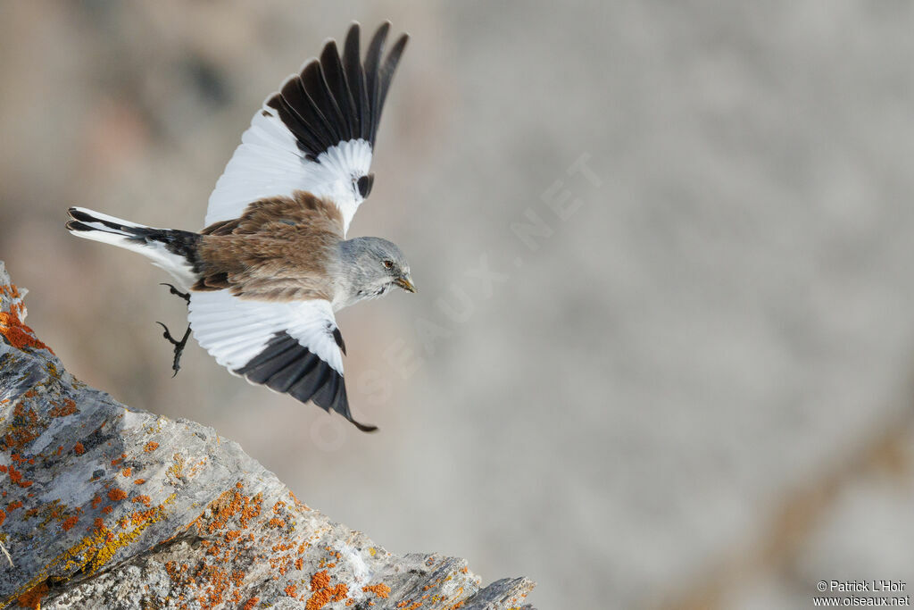 White-winged Snowfinch