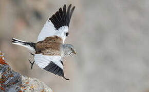 White-winged Snowfinch