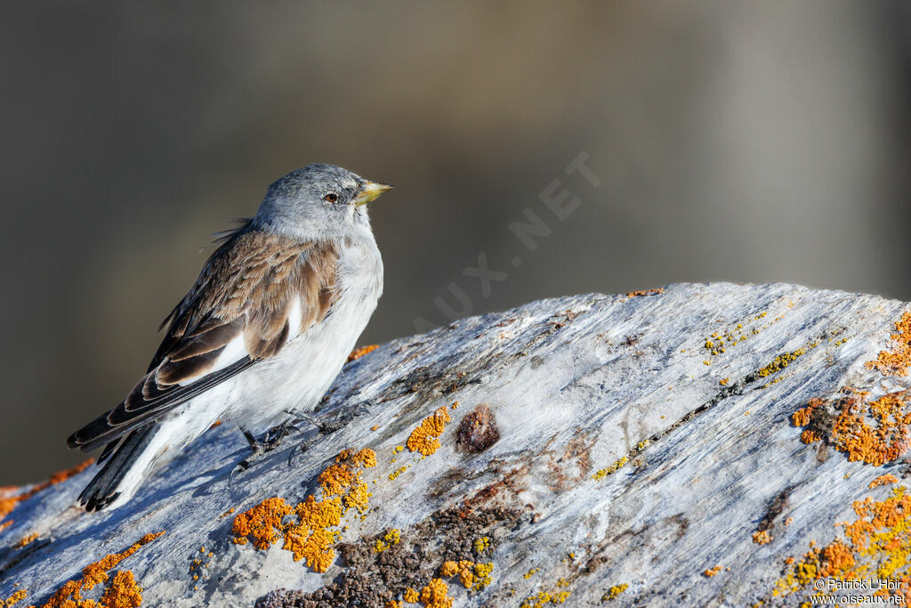 White-winged Snowfinch