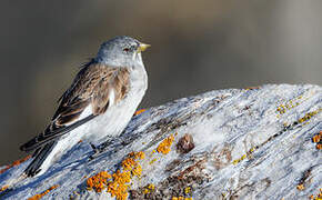 White-winged Snowfinch