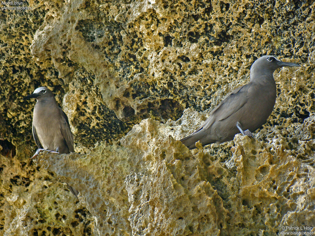 Brown Noddy