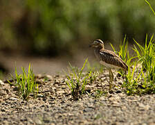 Double-striped Thick-knee