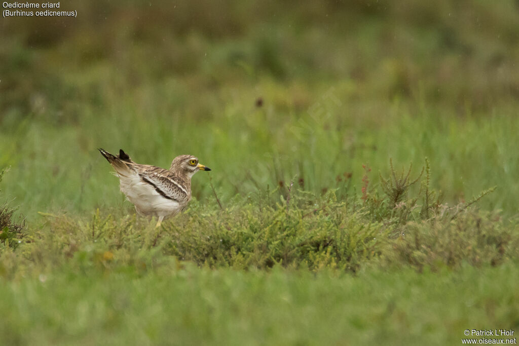 Eurasian Stone-curlewadult, Behaviour