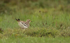 Eurasian Stone-curlew