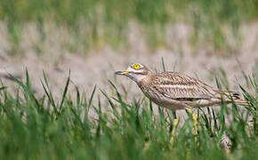 Eurasian Stone-curlew