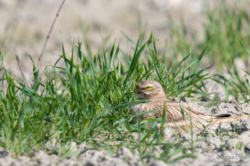 Eurasian Stone-curlew female adult breeding, camouflage, Reproduction-nesting