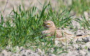 Eurasian Stone-curlew