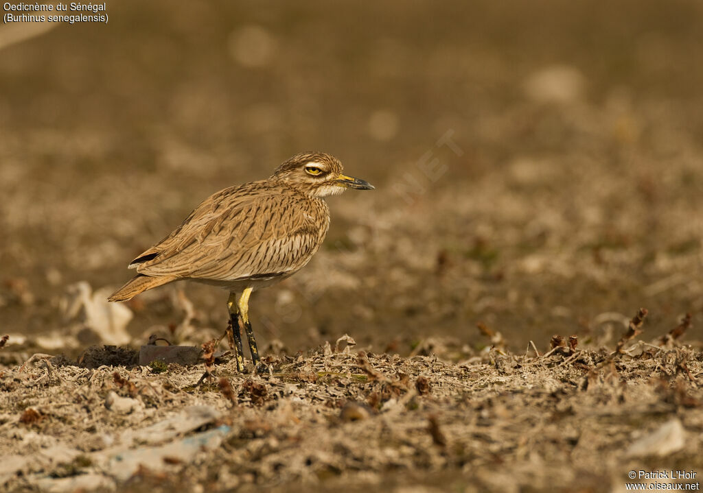 Senegal Thick-kneeadult