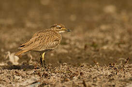 Senegal Thick-knee