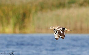 Senegal Thick-knee