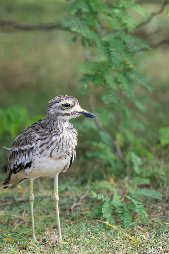 Indian Stone-curlew