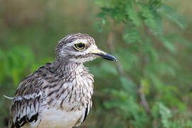 Indian Stone-curlew