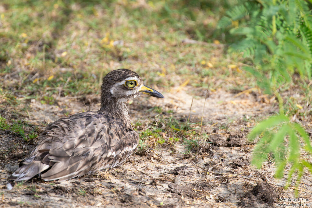 Indian Stone-curlew