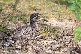 Indian Stone-curlew