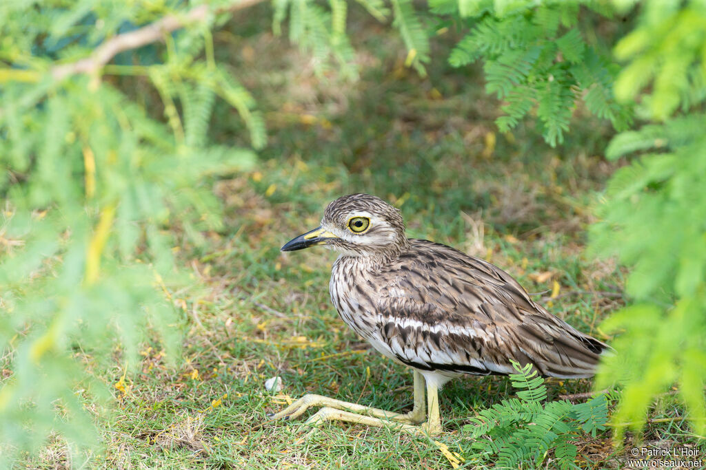 Indian Stone-curlew