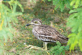 Indian Stone-curlew