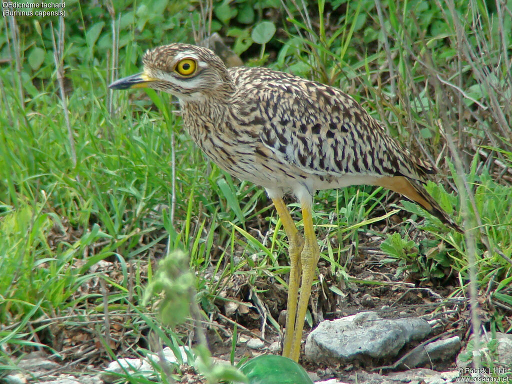 Spotted Thick-knee