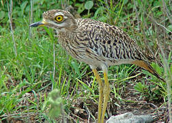 Spotted Thick-knee