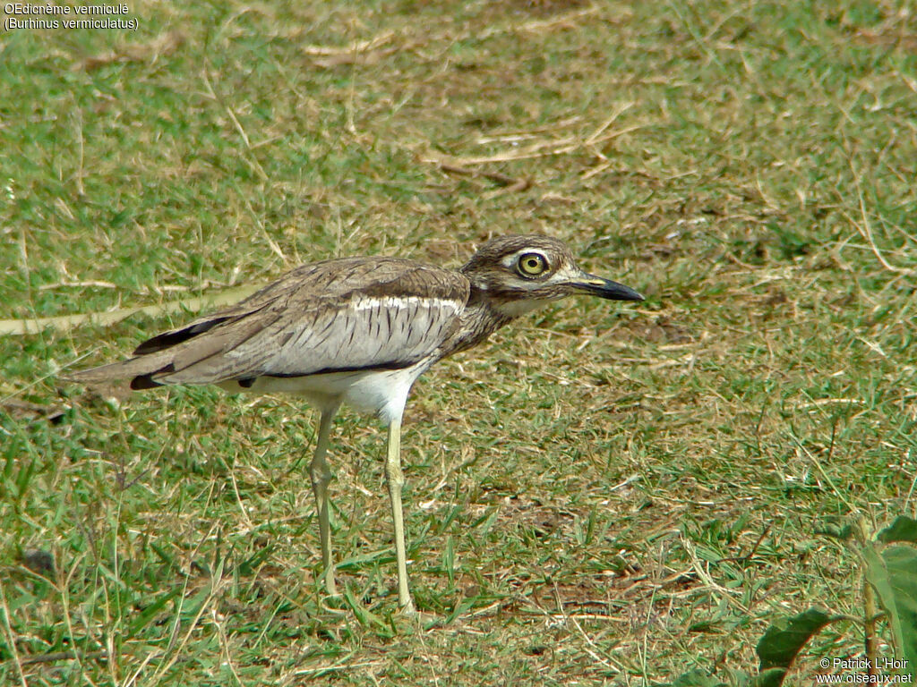 OEdicnème vermiculé