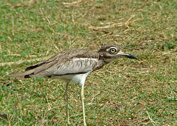 Water Thick-knee