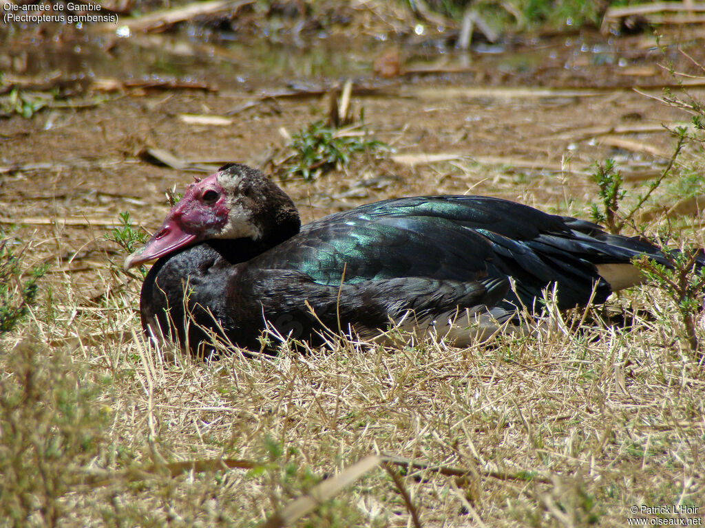 Spur-winged Goose