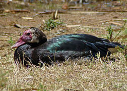 Spur-winged Goose