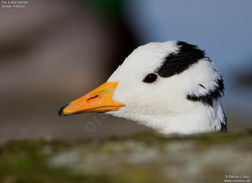 Bar-headed Goose