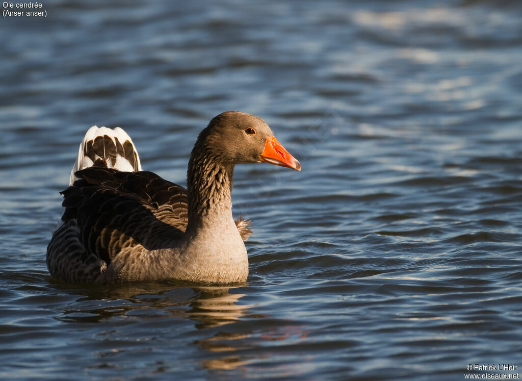 Greylag Goose