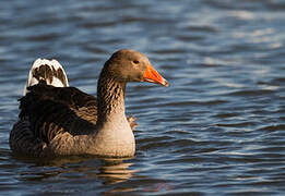 Greylag Goose