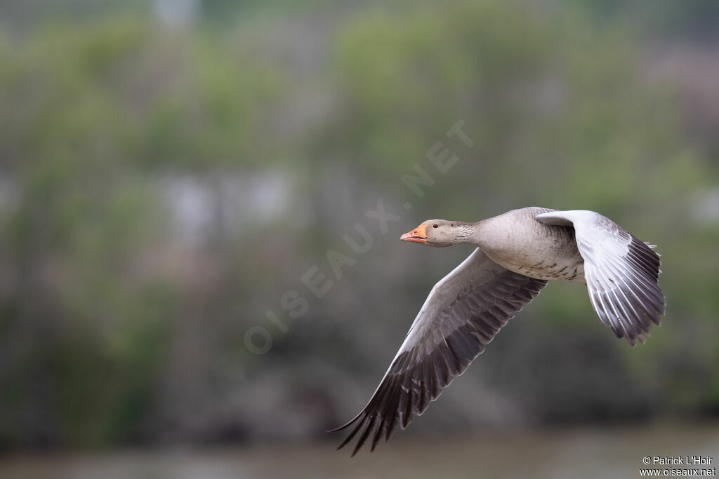 Greylag Goose