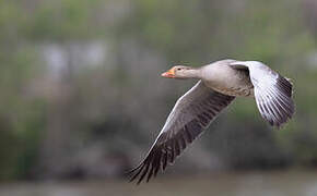 Greylag Goose