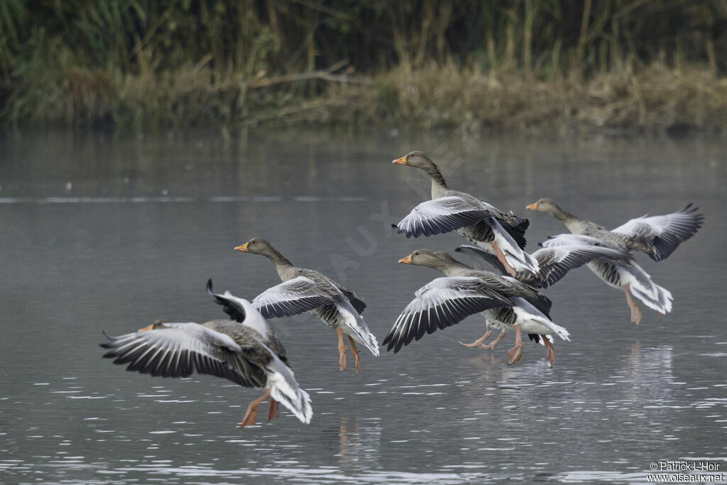 Greylag Goose