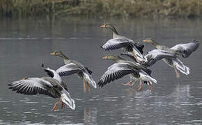 Greylag Goose